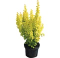 gelbe Zwergberberitze Berberis thunbergii "Maria"® H 30-40 cm Co 4,5 L