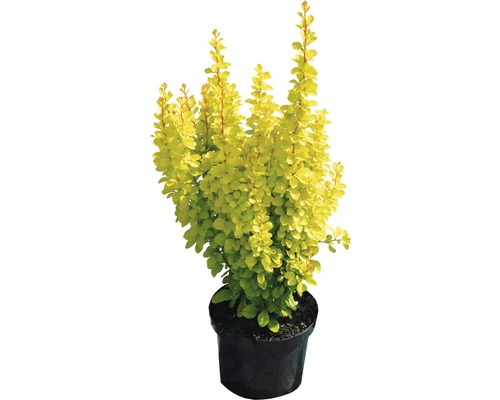 gelbe Zwergberberitze Berberis thunbergii "Maria"® H 30-40 cm Co 4,5 L