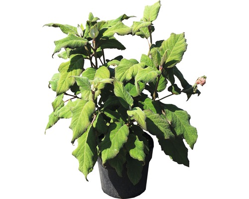 Samthortensie, Fellhortensie FloraSelf Hydrangea aspera 'Plum Passion' H 40-60 cm Co 6 L