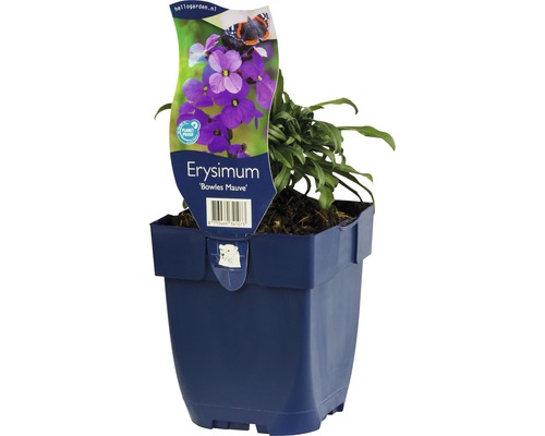 Schöterich Erysimum-Cultivars 'Bowles Mauve' H 5-60 cm Co 0,5 L-0