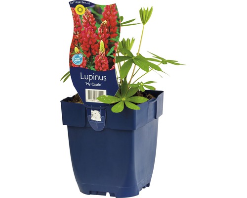 Lupine FloraSelf Lupinus -Cultivars 'My Castle' H 5-20 cm Co 0,5 L