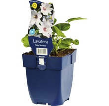 Bechermalve FloraSelf Lavatera-Cultivars 'Baby Barnsley' H 5-40 cm Co 0,5 L-thumb-0
