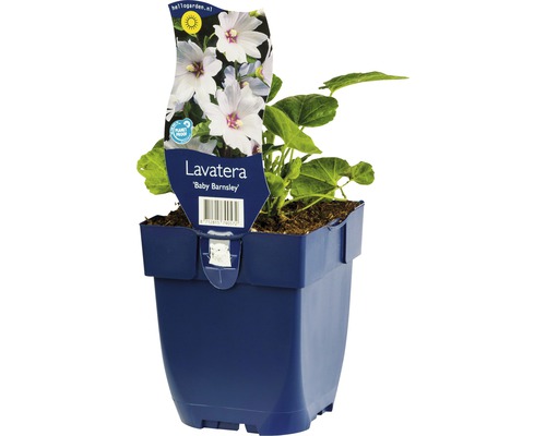 Bechermalve FloraSelf Lavatera-Cultivars 'Baby Barnsley' H 5-40 cm Co 0,5 L