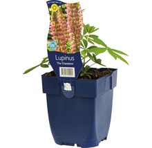Lupine FloraSelf Lupinus polyphyllus 'The Chatelaine' H 5-30 cm Co 0,5 L-thumb-0
