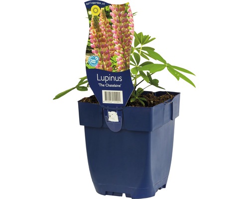 Lupine Lupinus -Cultivars 'Chatelaine' H 5-100 cm Co 0,5 L (6 Stk.)