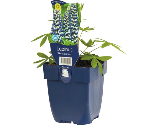 Lupine FloraSelf Lupinus -Cultivars 'Governor' H 5-20 cm Co 0,5 L