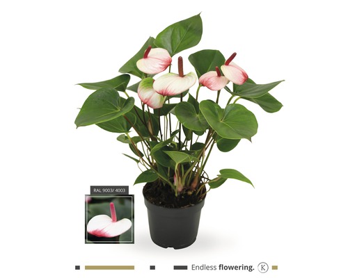 Flamingoblume EVRGREEN Zimmerpflanze Anthurie in Hydrokultur mit schwarzem Topf als Set Anthurium andreanum Turenza mittelrot 