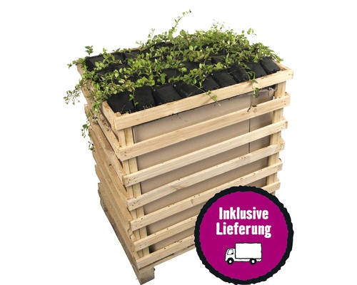 Bodendecker Pflanzen Hornbach die schonsten blumenbilder