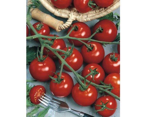 Tomate FloraSelf Lycopersicum esculentum var. esculentum 'Piccolino' Ø 12 cm Topf