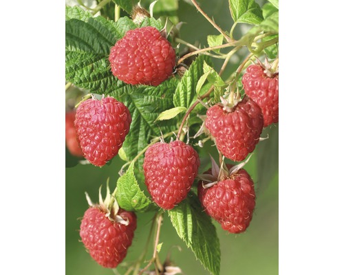 frühe Gartenhimbeere Hof:Obst Rubus idaeus 'Malling Happy' H 30-40 cm Co 3,4 L