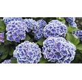Bauernhortensie Hydrangea macrophylla 'Tivoli Blue' H 30-40 cm Co 5 L