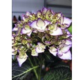 Bauernhortensie Hydrangea macrophylla 'Adula Lila' H 30-40 cm Co 5 L