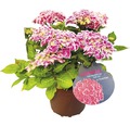 Bauernhortensie Hydrangea macrophylla 'Tivoli Pink' H 30-40 cm Co 5 L