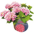 Bauernhortensie Hydrangea macrophylla 'Tivoli Pink' H 30-40 cm Co 5 L