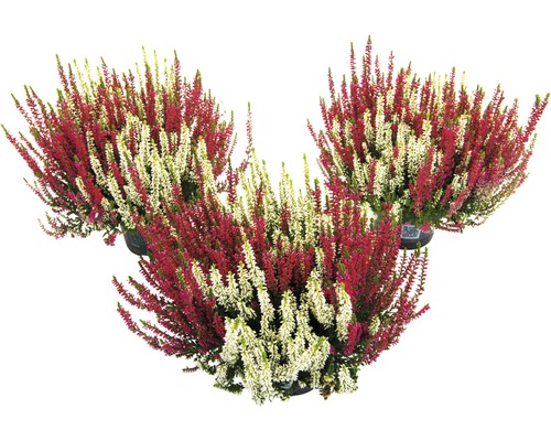 Zweifarbige Knospenheide FloraSelf Calluna vulgaris 'Beauty Ladies' Twin Ø 11 cm Topf
