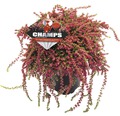 Besenheide, Heidekraut, Knospenheide FloraSelf Calluna vulgaris Beauty Ladies 'Champs' Ø 14 cm Topf
