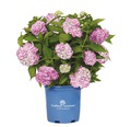 Ballhortensie Endless Summer Hydrangea macrophylla H 50-60 cm Co 5 L rosa