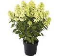 Rispenhortensie 'Panflora' FloraSelf Hydrangea paniculata 'Panflora' H 40-50 cm Co 5 L