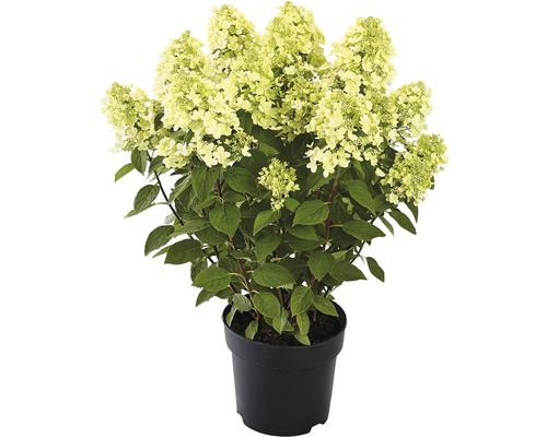 Rispenhortensie 'Panflora' FloraSelf Hydrangea paniculata 'Panflora' H 40-50 cm Co 5 L
