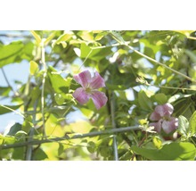 Sichtschutzhecke Helix Efeu mit Waldrebe rosa H180xB120 cm-thumb-1