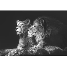 Leinwandbild Lion Couple 100x150 cm-thumb-0
