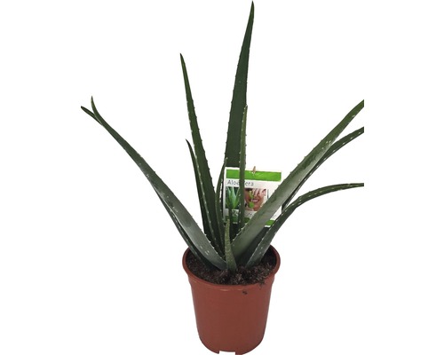 Echte Aloe FloraSelf Aloe vera H 50-60 cm Ø 17 cm Topf