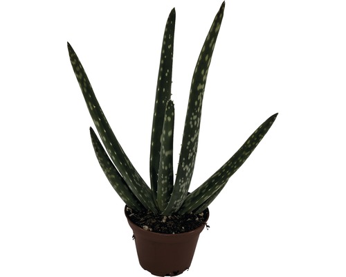 Echte Aloe FloraSelf Aloe vera Ø 6 cm Topf