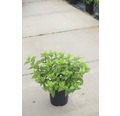 Rispenhortensie FloraSelf Hydrangea paniculata 'Mojito' H 50-60 cm Co 6 L