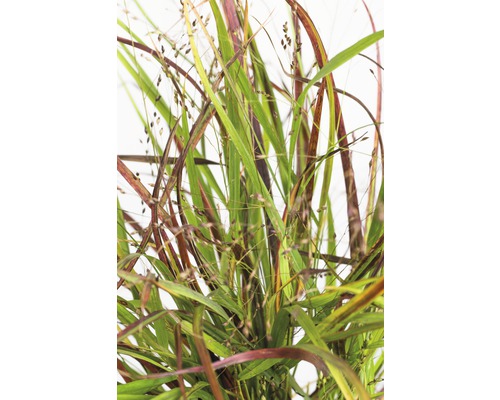 Rutenhirse FloraSelf Panicum virgatum 'Cheyenne Sky' H 20-80 cm Co 6 L