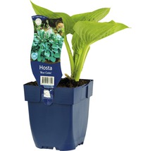 Kleine Blaublatt-Funkie FloraSelf Hosta-Cultivars 'Blue Cadet' H 5-50 cm Co 0,5 L-thumb-0
