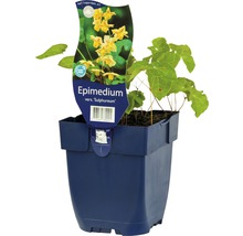 Elfenblume Epimedium x versicolor 'Sulphureum' H 5-30 cm Co 0,5 L (6 Stk.)-thumb-0