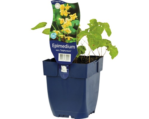 Elfenblume Epimedium x versicolor 'Sulphureum' H 5-30 cm Co 0,5 L (6 Stk.)-0