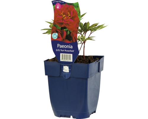 Rote Pfingstrose FloraSelf Paeonia-Cultivars 'Karl Rosenfield' H 5-80 cm Co 0,5 L gefüllte Blüten
