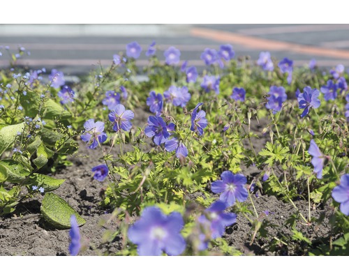 Himalaya-Storchschnabel Geranium himalayenses 'Baby Blue' H 10-40 cm Co 0,5 L (6 Stk.)