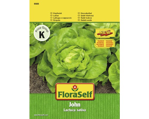 Kopfsalat 'John' FloraSelf samenfestes Saatgut Salatsamen
