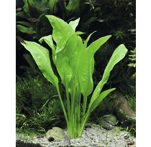 Große Amazonas Schwertpflanze - Echinodorus grisebachii ´Bleherae´-thumb-1