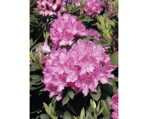 Großblumige Alpenrose, Rhododendron FloraSelf Rhododendron 'Roseum Elegans' H 60-70 Co 15 L