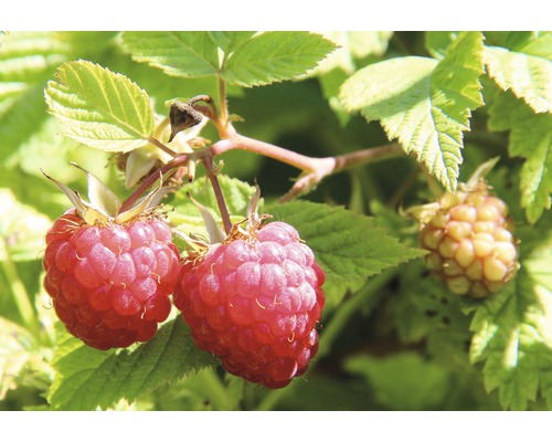 Herbst-Himbeere Hof:Obst Rubus idaeus 'Autumn Belle' ® H 30-40 cm Co 3,4 L kräftiger Strauch