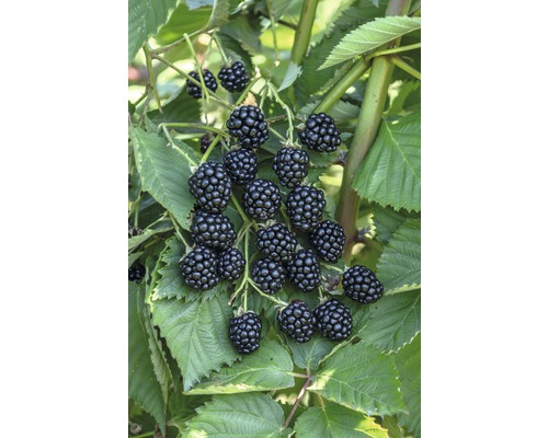 große Brombeere Hof:Obst Rubus fruticosus 'Navaho Big Easy' ® H 30-40 cm Co 3,4 L kräftiger Strauch