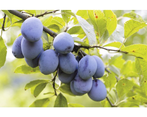 Zwetschgenbaum FloraSelf Prunus domestica 'Elena'® H 100-150 cm Co 7,5 L