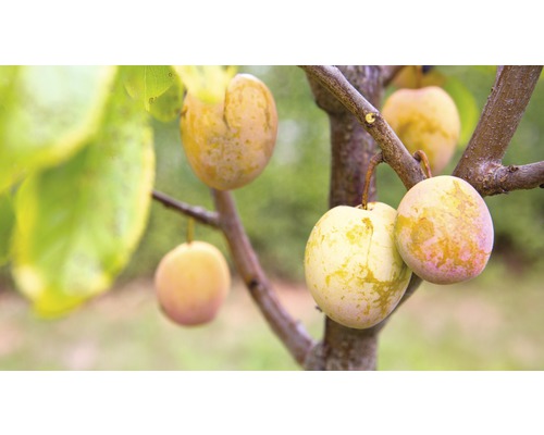 Säulen-Pflaumenbaum Prunus domestica Starline® 'Aprimira' H 130-180 cm Co 12 L-0