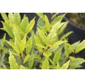 Echter Lorbeer FloraSelf Laurus nobilis 'Little Ragu' ® Sweet Bay H 30-40 cm Co 4,5 L