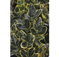 Spindelstrauch FloraSelf Euonymus japonica 'Marieke' H 25-30 cm Co 6 L
