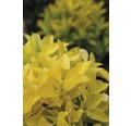 Spindelstrauch 'Eldorado' FloraSelf Euonymus japonicus 'El Dorado' ® H 25-30 cm Co 6 L