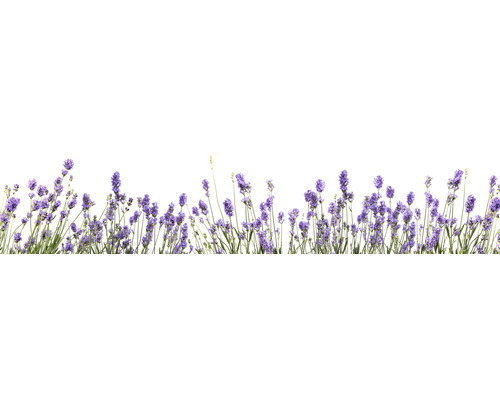 Küchenrückwand mySPOTTI splash Bildmotiv Lavendel 280x60 cm
