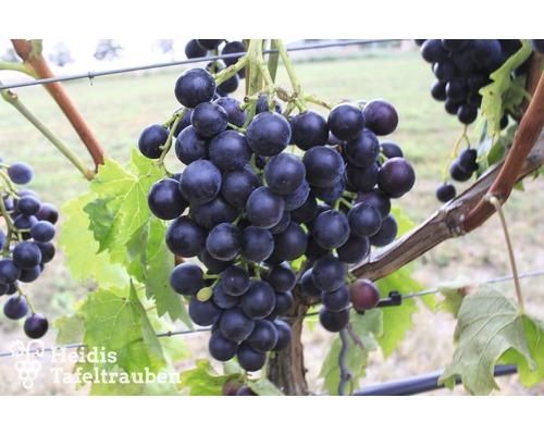 robuste Tafeltraube Vitis vinifera "Muscat Bleu" H 150-180 cm Co 5 L