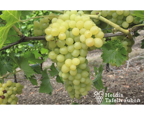kernlose Tafeltraube Vitis vinifera "Picurka " H 40-60 cm Co 2 L