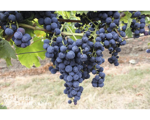 starkwüchsige Tafel- und Keltertraube Vitis vinifera "Regent" H 40-60 cm Co 2 L