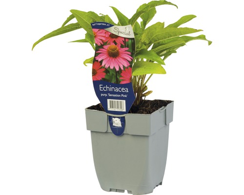 Magenta Sonnenhut Echinacea ‘Sensation Pink’ ® H 5-40 cm Co 0,5 L