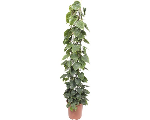 Baumfreund FloraSelf Philodendron scandens H 120-150 cm Ø 27 cm Topf